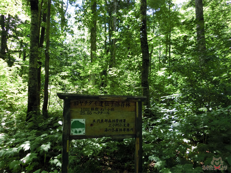 山木々の中にある旧ヤチダモ遺伝子保存林の看板