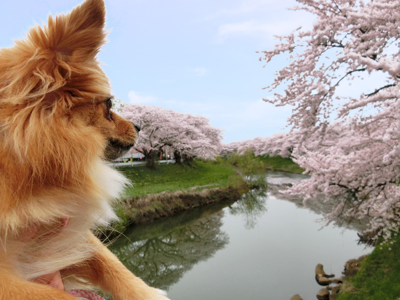 太平川と桜と犬っこ