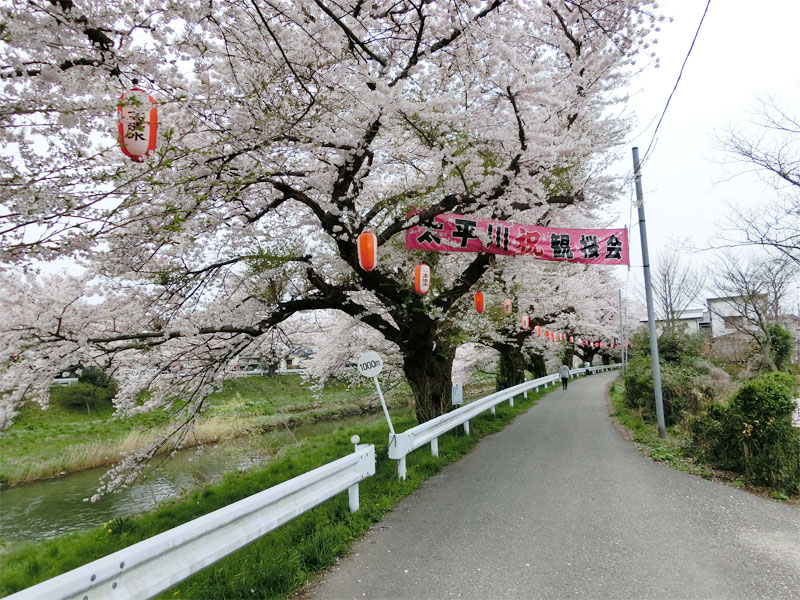 桜のトンネルに提灯がと太平川観桜会の幕がかかるっている様子。